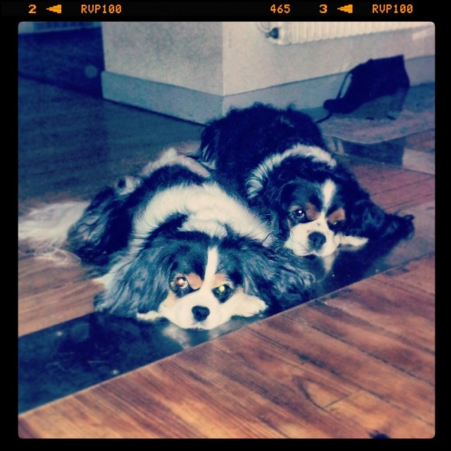 Vanille & Booster Vanille & Booster